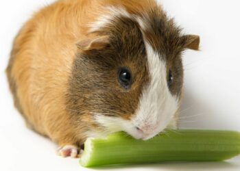 Comment faire boire un bébé cochon d'Inde ?