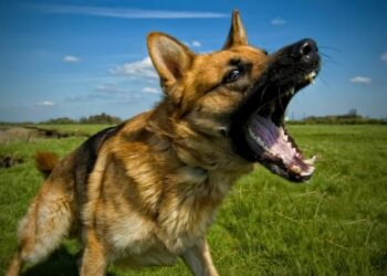 Comment faire cesser les aboiements d'un chien ?