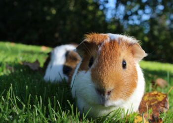 Comment faire cohabiter 2 cochons d'Inde ?