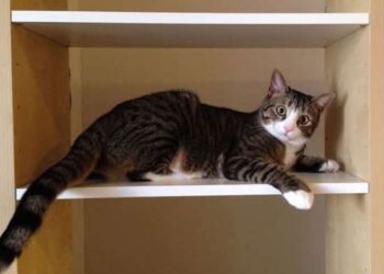 Comment faire comprendre à un chat qui a fait une bêtise ?