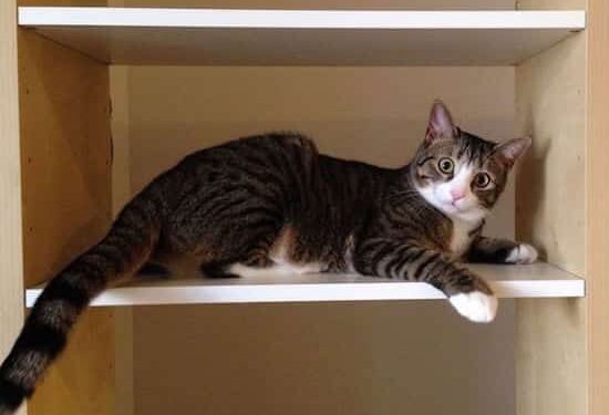 Comment faire comprendre à un chat qui a fait une bêtise ?