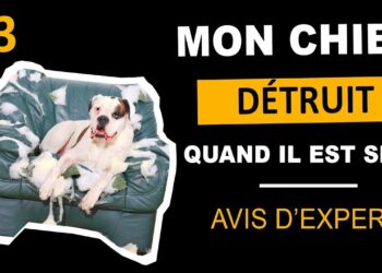 Comment faire comprendre à un chien qu'il a fait une bêtise ?