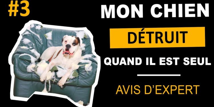 Comment faire comprendre à un chien qu'il a fait une bêtise ?