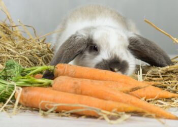Comment faire comprendre à un lapin de ne pas mordre ?