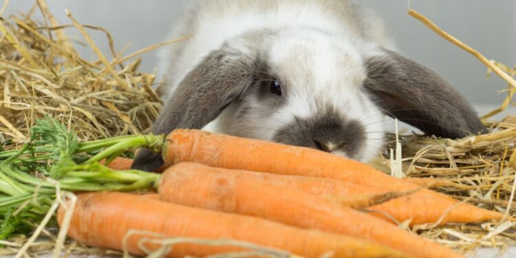 Comment faire comprendre à un lapin de ne pas mordre ?
