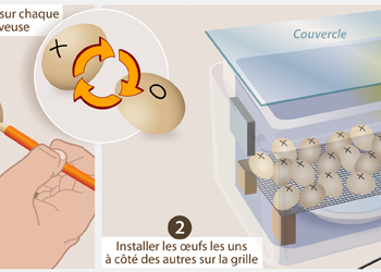 Comment faire couver des œufs de poules sans couveuse ?