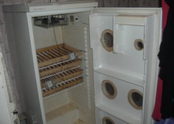 Comment faire couver des œufs de poules sans couveuse ?