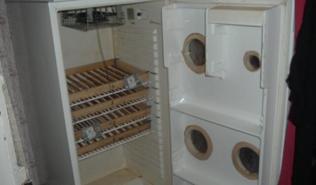 Comment faire couver des œufs de poules sans couveuse ?