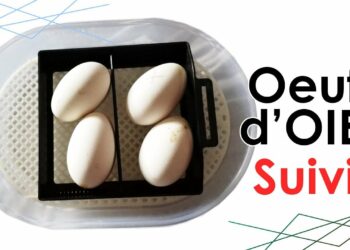 Comment faire couver des œufs d'oie ?