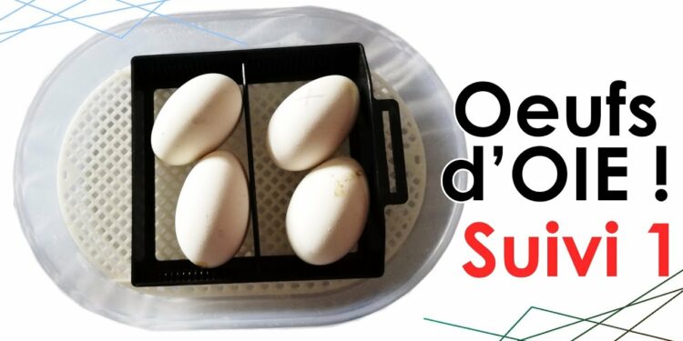 Comment faire couver des œufs d'oie ?