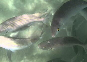 Comment faire de la nourriture pour poissons ?