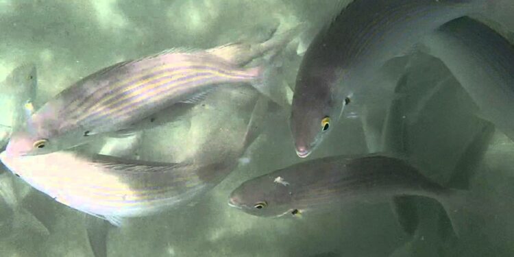 Comment faire de la nourriture pour poissons ?