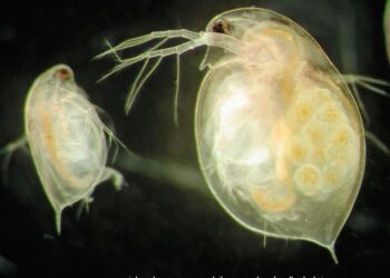 Comment faire de la nourriture vivante pour poisson ?