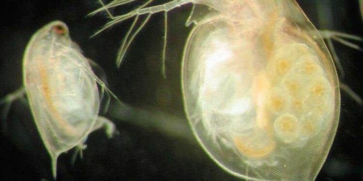 Comment faire de la nourriture vivante pour poisson ?