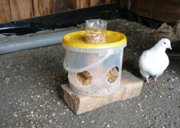 Comment faire des mangeoires avec des bouteilles en plastique ?