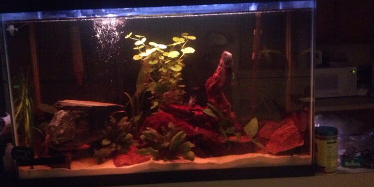 Comment faire descendre le taux de nitrate ?