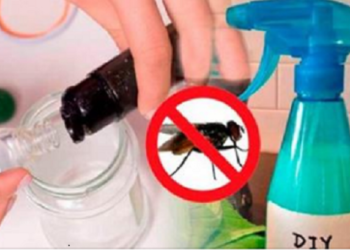 Comment faire disparaître les algues dans la piscine ?