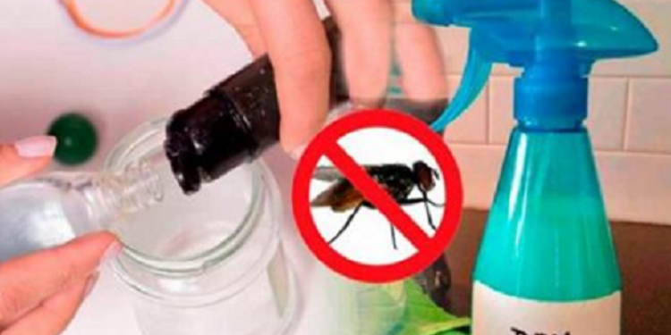 Comment faire disparaître les algues dans la piscine ?