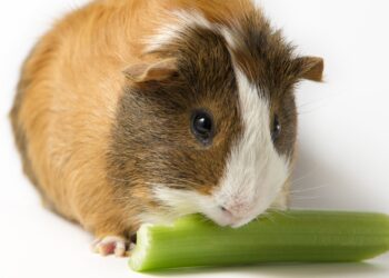 Comment faire dormir un cochon d'Inde la nuit ?