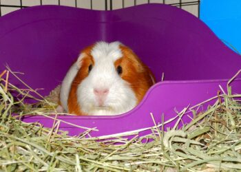 Comment faire dormir un cochon d'Inde la nuit ?