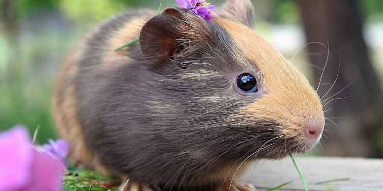 Comment faire dormir un cochon d'Inde la nuit ?