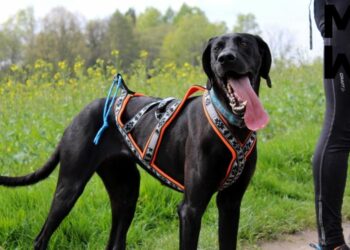 Comment faire du jogging avec son chien ?