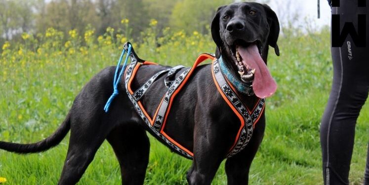 Comment faire du jogging avec son chien ?