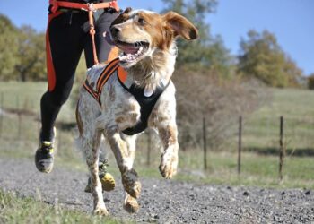 Comment faire du jogging avec son chien ?