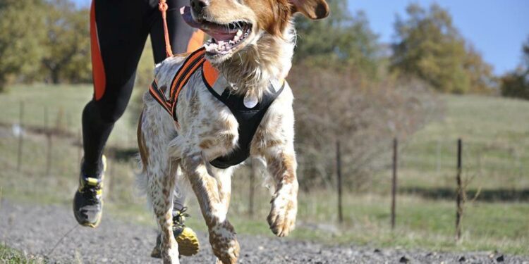 Comment faire du jogging avec son chien ?