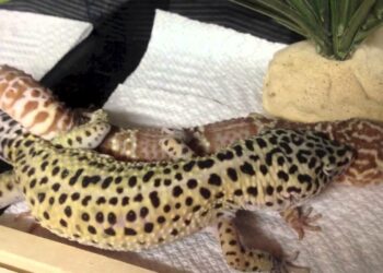 Comment faire éclore des œufs de gecko ?