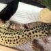 Comment faire éclore des œufs de gecko ?
