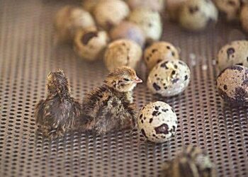 Comment faire éclore un œuf de caille sans couveuse ?