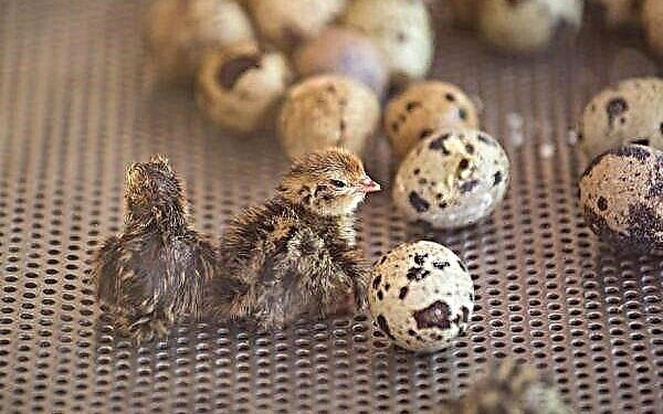 Comment faire éclore un œuf de caille sans couveuse ?