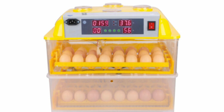 Comment faire éclore un œuf de canard sans couveuse ?