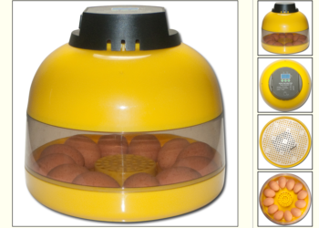 Comment faire éclore un œuf de poule sans couveuse ?