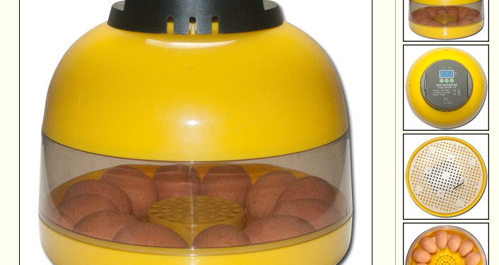 Comment faire éclore un œuf de poule sans couveuse ?