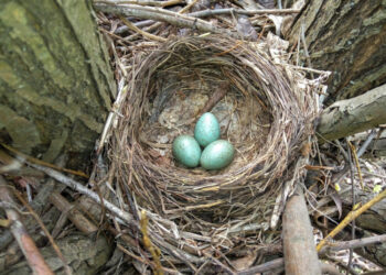 Comment faire éclore un œuf d'oiseau sans couveuse ?