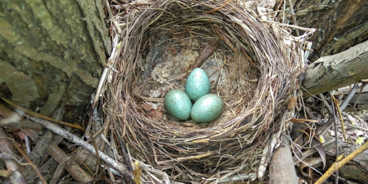 Comment faire éclore un œuf d'oiseau sans couveuse ?