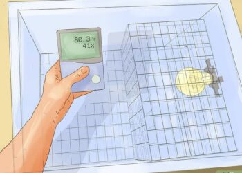Comment faire éclore un œuf sans couveuse et sans poule ?