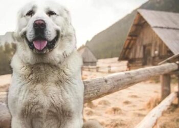 Comment faire entrer chien dans niche ?