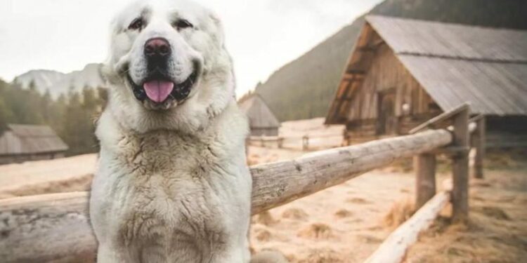 Comment faire entrer chien dans niche ?