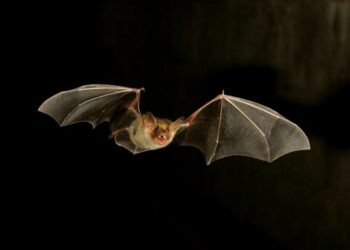Comment faire fuir les Chauves-souris ?