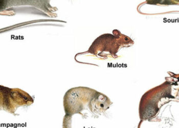 Comment faire fuir les campagnols ?