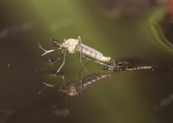 Comment faire fuir les couleuvres ?