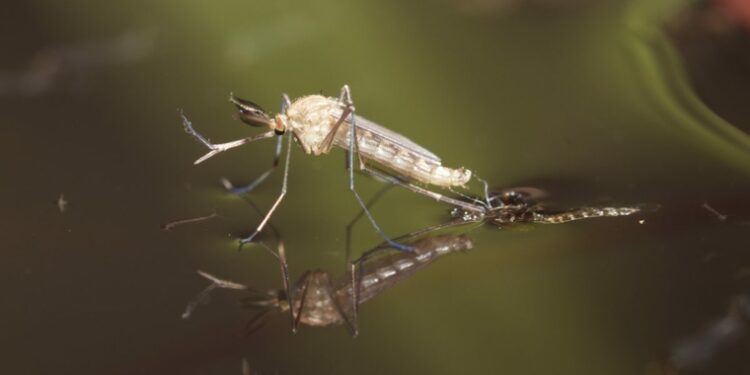 Comment faire fuir les couleuvres ?