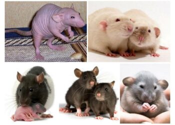 Comment faire fuir les rats ?