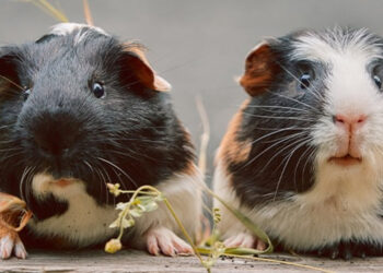 Comment faire fuir les rats ?