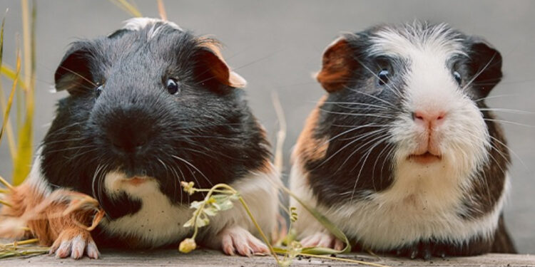 Comment faire fuir les rats ?