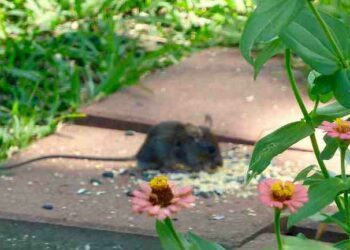 Comment faire fuir les rats ?
