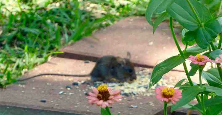 Comment faire fuir les rats ?